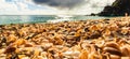 St. BarthÃ¢â¬â¢s Island St. BartÃ¢â¬â¢s Island, Caribbean Close-up photo shells on the Shell Beach in Gustavia, French West Indies,